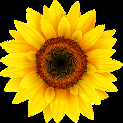 Sunflower and oil seed varieties produced by Equator Seeds Uganda
