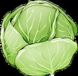 Fresh vegetable seeds — cabbage, onion, tomato from Equator Seeds