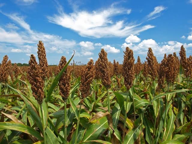Protecting Biodiversity Through Responsible Farming