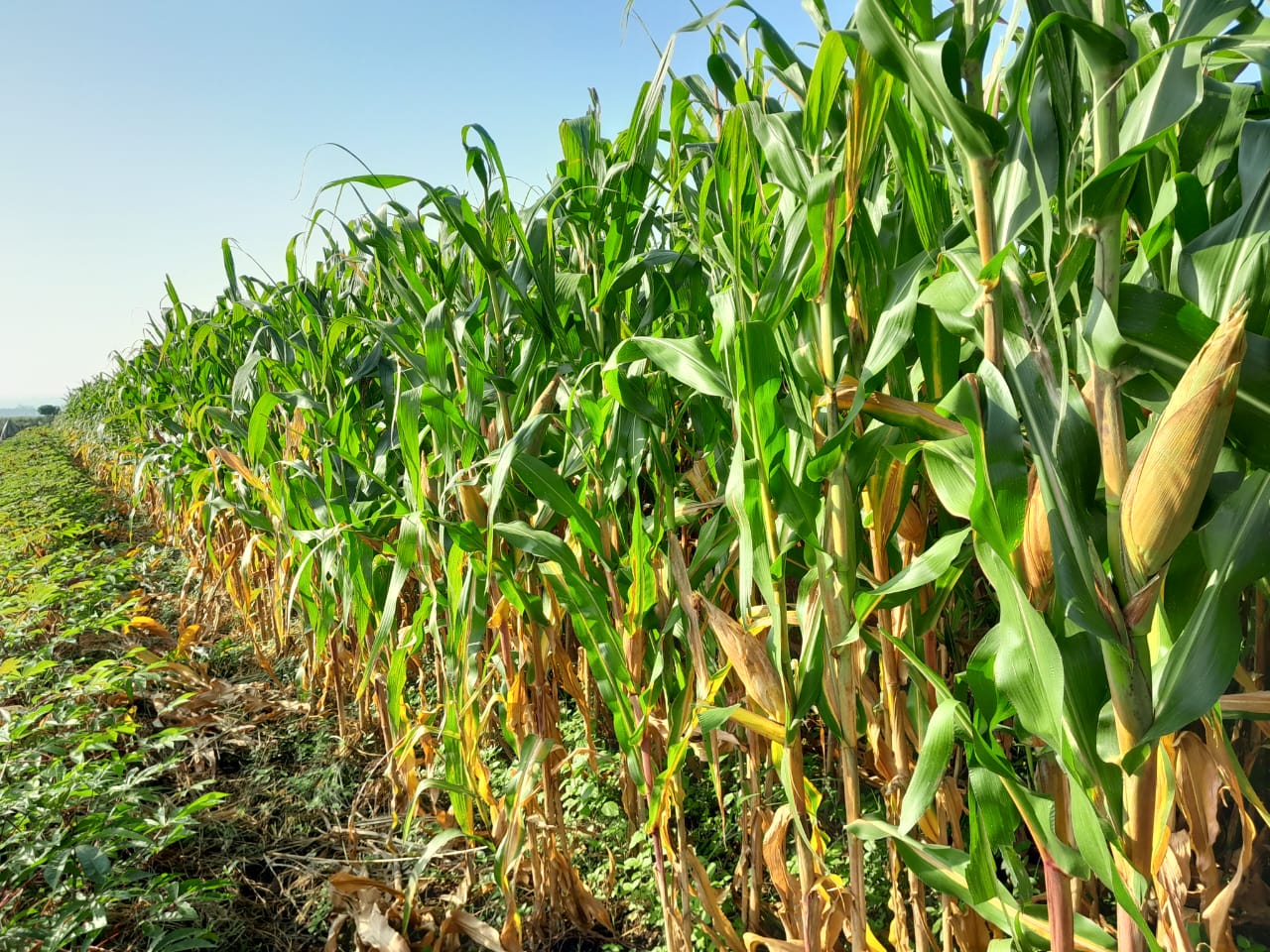 Protecting Biodiversity Through Responsible Farming