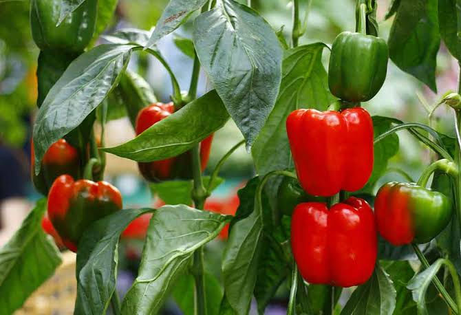 Protecting Biodiversity Through Responsible Farming