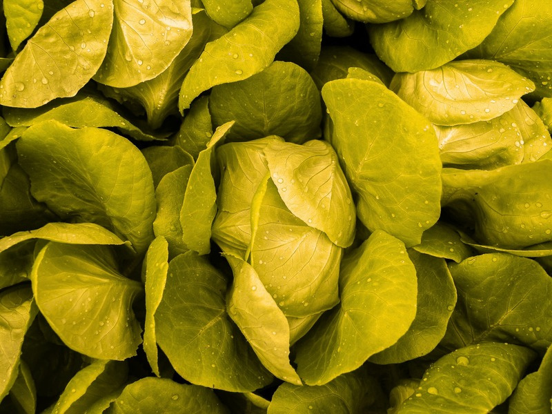 Transforming Agriculture, One Community at a Time