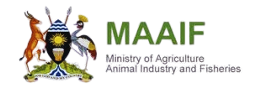 Maaif
